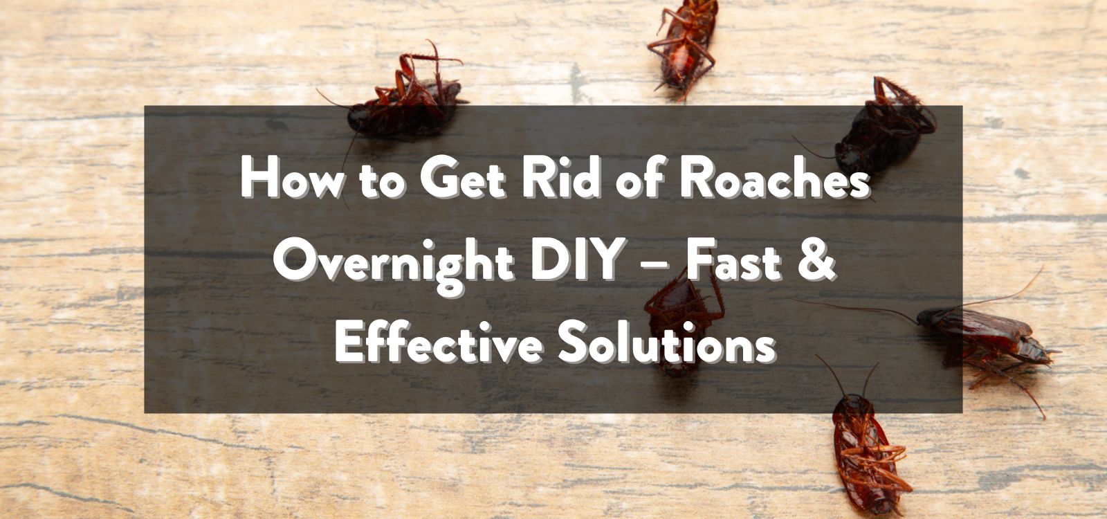 How to Get Rid of Roaches Overnight DIY – Fast, Effective, and Natural Solutions