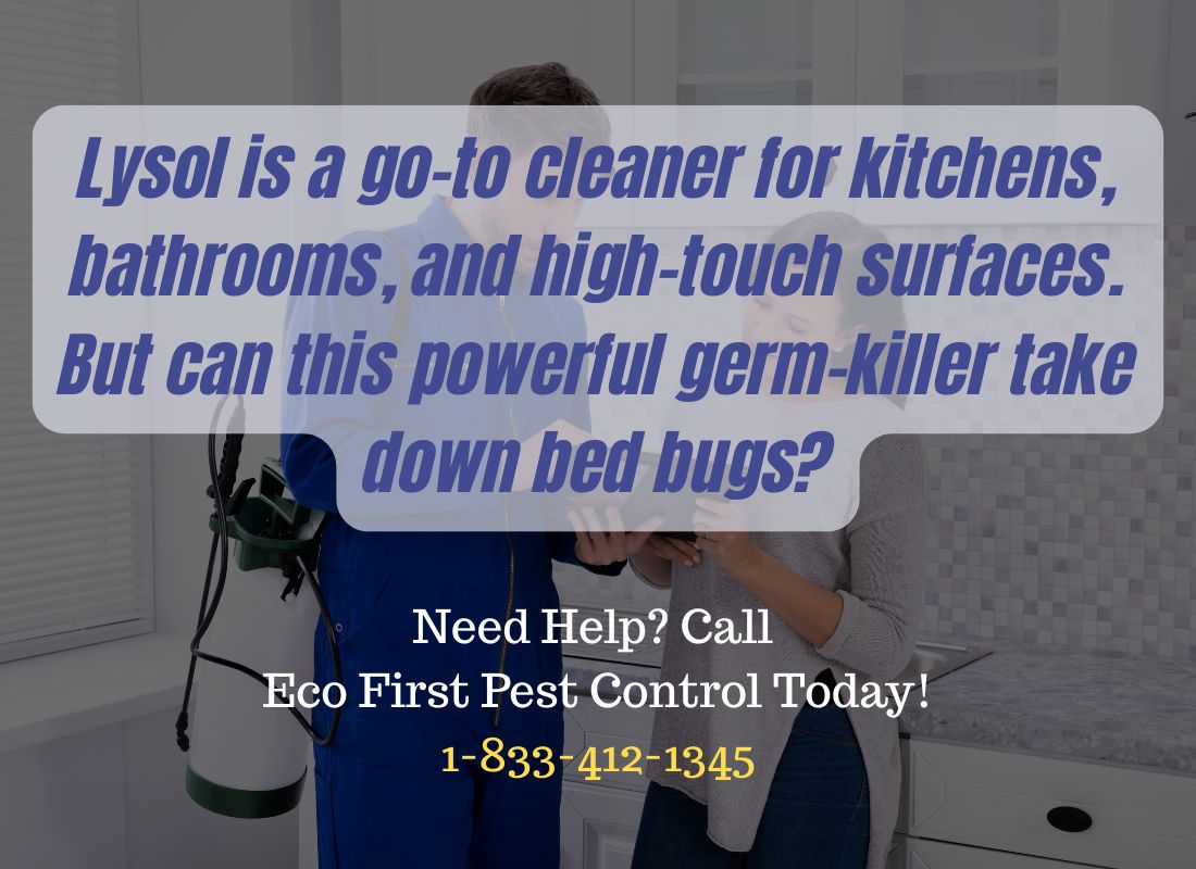 can lysol take down bed bugs.jpg