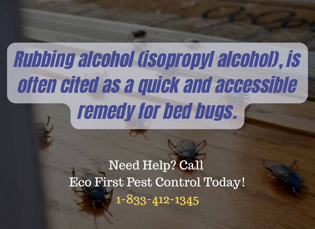 Is Alcohol a Realistic Solution for Bed Bug Control.jpg