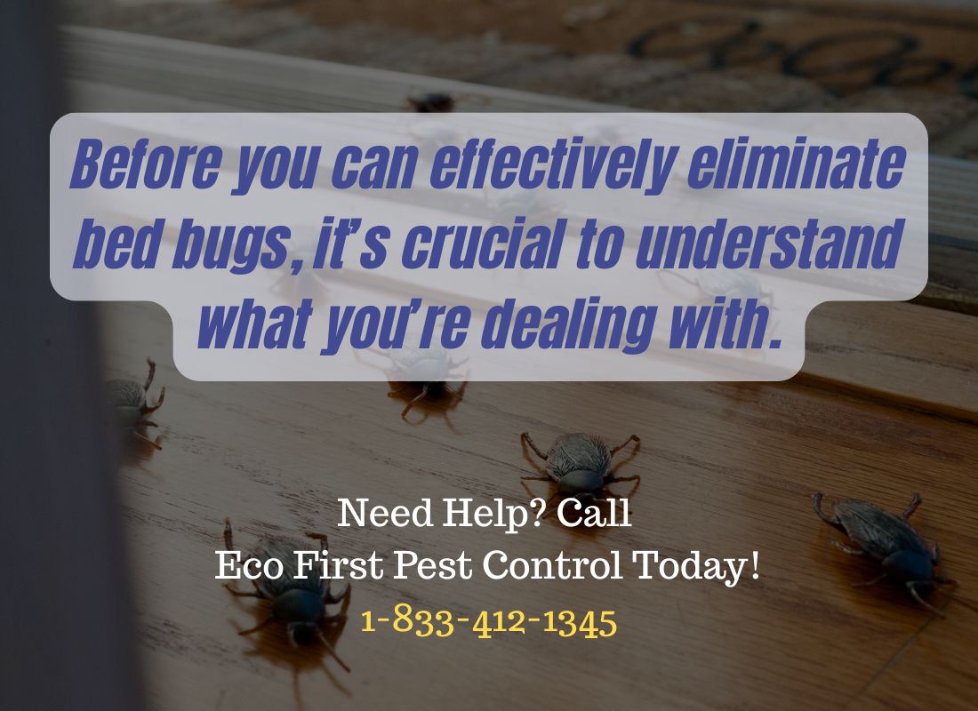 how to get rid of bed bugs diy.jpg